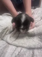 Mini, a female Shih Tzu for sale in Medical Lake, WA – 2 of 2