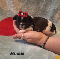 Minnie, a female Shih Tzu for sale in Medical Lake, WA – 4 of 4