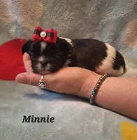Minnie, a female Shih Tzu for sale in Medical Lake, WA – 2 of 4