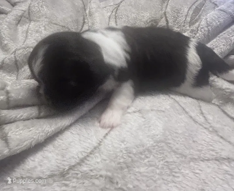 Mini – Shih Tzu puppy for sale in Medical Lake, WA