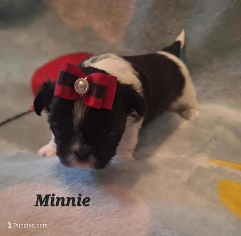 Minnie – Shih Tzu puppy for sale in Medical Lake, WA