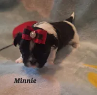 Minnie, a female Shih Tzu for sale in Medical Lake, WA – 1 of 4