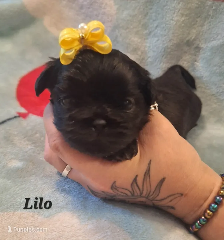 Lilo – Shih Tzu puppy for sale in Medical Lake, WA