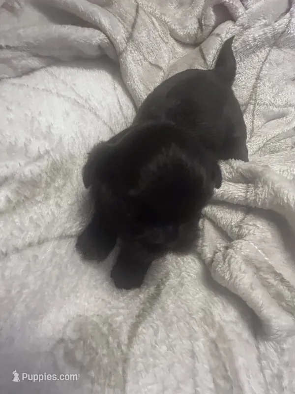 Leroy – Shih Tzu puppy for sale in Medical Lake, WA
