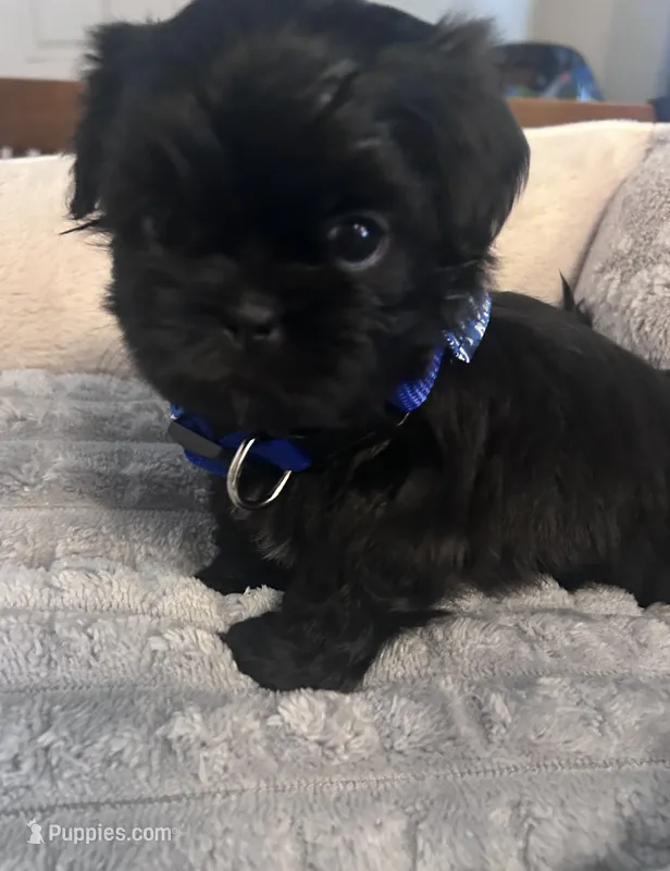 Leroy – Shih Tzu puppy for sale in Medical Lake, WA