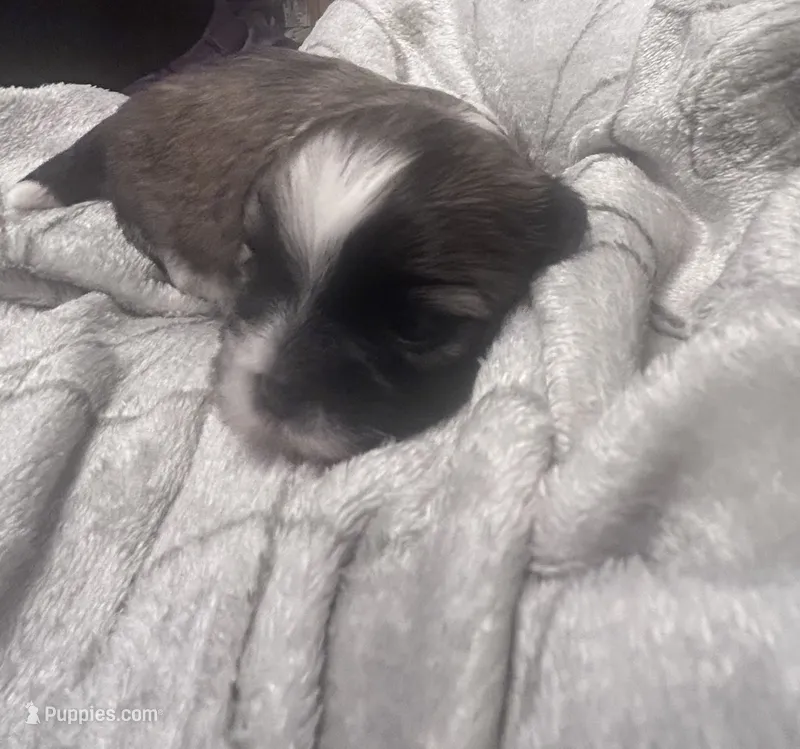 Honey B  – Shih Tzu puppy for sale in Medical Lake, WA