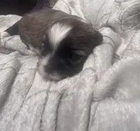 Honey B , a female Shih Tzu for sale in Medical Lake, WA – 1 of 2