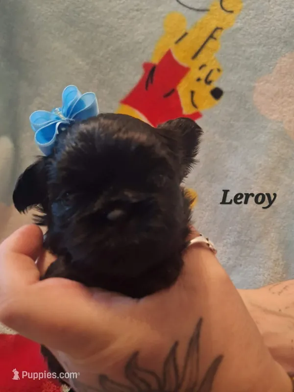 Leroy – Shih Tzu puppy for sale in Medical Lake, WA