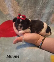 Minnie, a female Shih Tzu for sale in Medical Lake, WA – 3 of 4