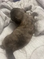 Mazie, a female Shih Tzu for sale in Medical Lake, WA – 2 of 2