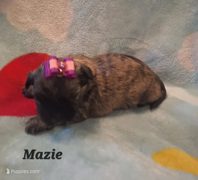 Mazie – Shih Tzu puppy for sale in Medical Lake, WA