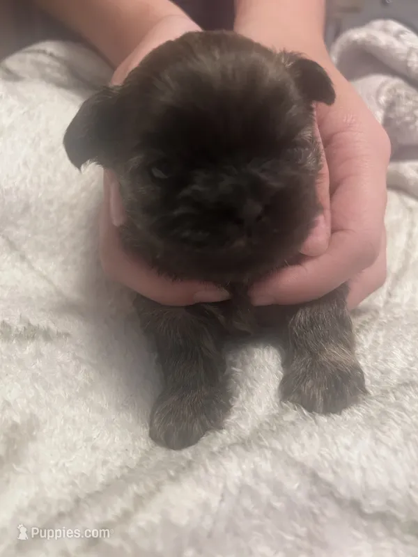 Mazie – Shih Tzu puppy for sale in Medical Lake, WA