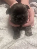 Mazie, a female Shih Tzu for sale in Medical Lake, WA – 1 of 2