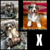 X, a female Australian Shepherd for sale in Pendleton, OR – 1 of 2