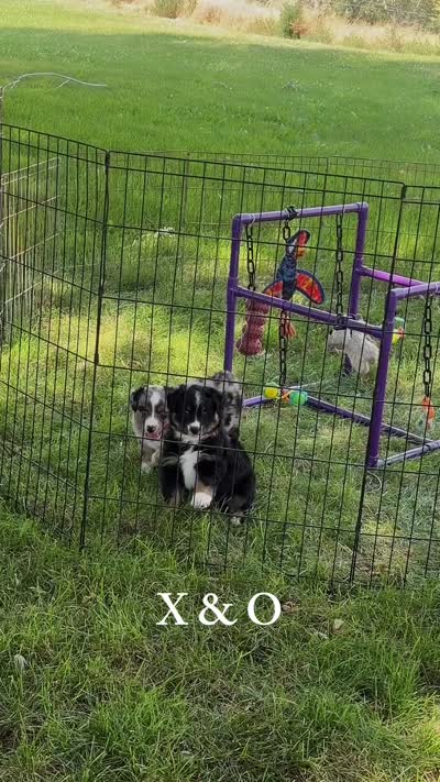 O, a female Australian Shepherd for sale in Pendleton, OR – 2 of 2