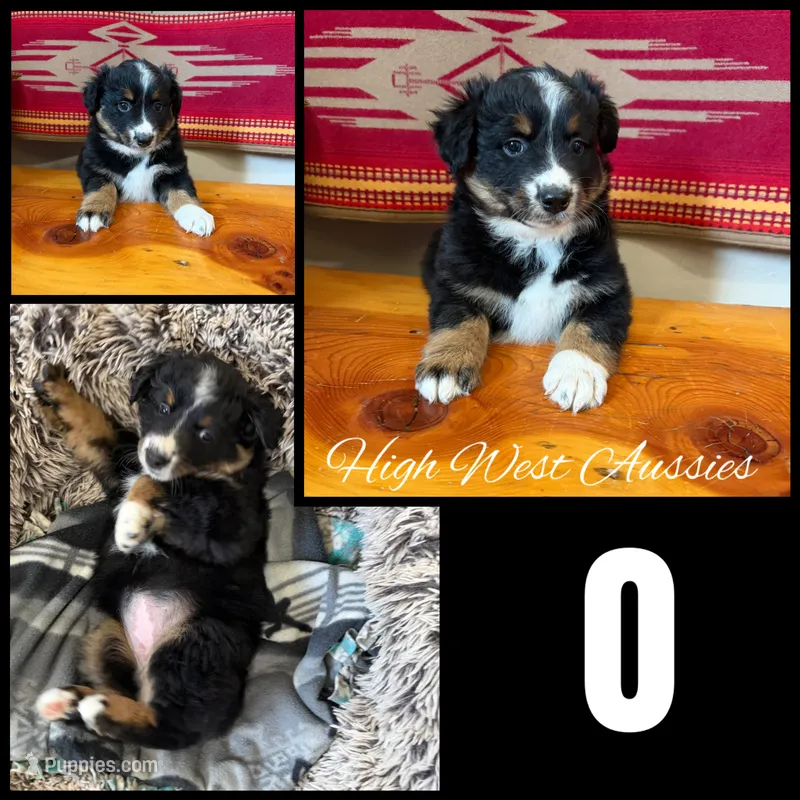 O – Australian Shepherd puppy for sale in Pendleton, OR