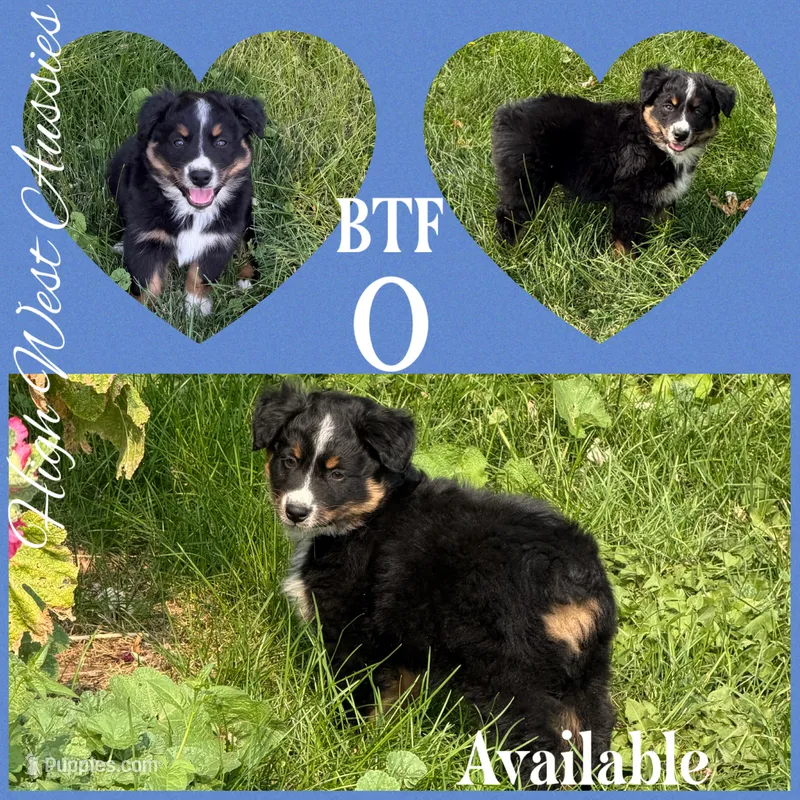 O – Australian Shepherd puppy for sale in Pendleton, OR