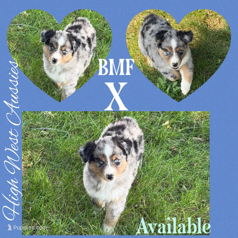 X – Australian Shepherd puppy for sale in Pendleton, OR