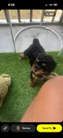 Zylo, a male Bernedoodle for sale in Goose Creek, SC – 2 of 3