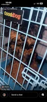Zylo, a male Bernedoodle for sale in Goose Creek, SC – 3 of 3