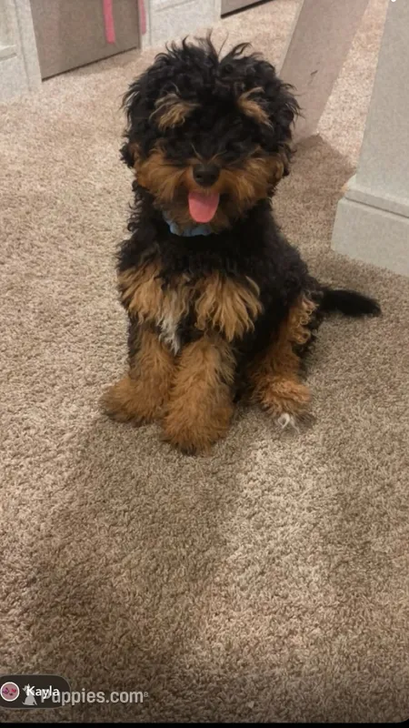 Zylo – Bernedoodle puppy for sale in Goose Creek, SC