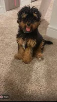 Zylo, a male Bernedoodle for sale in Goose Creek, SC – 1 of 3