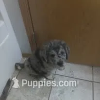 Moe – Pyredoodle puppy for sale in Deer Park, WA