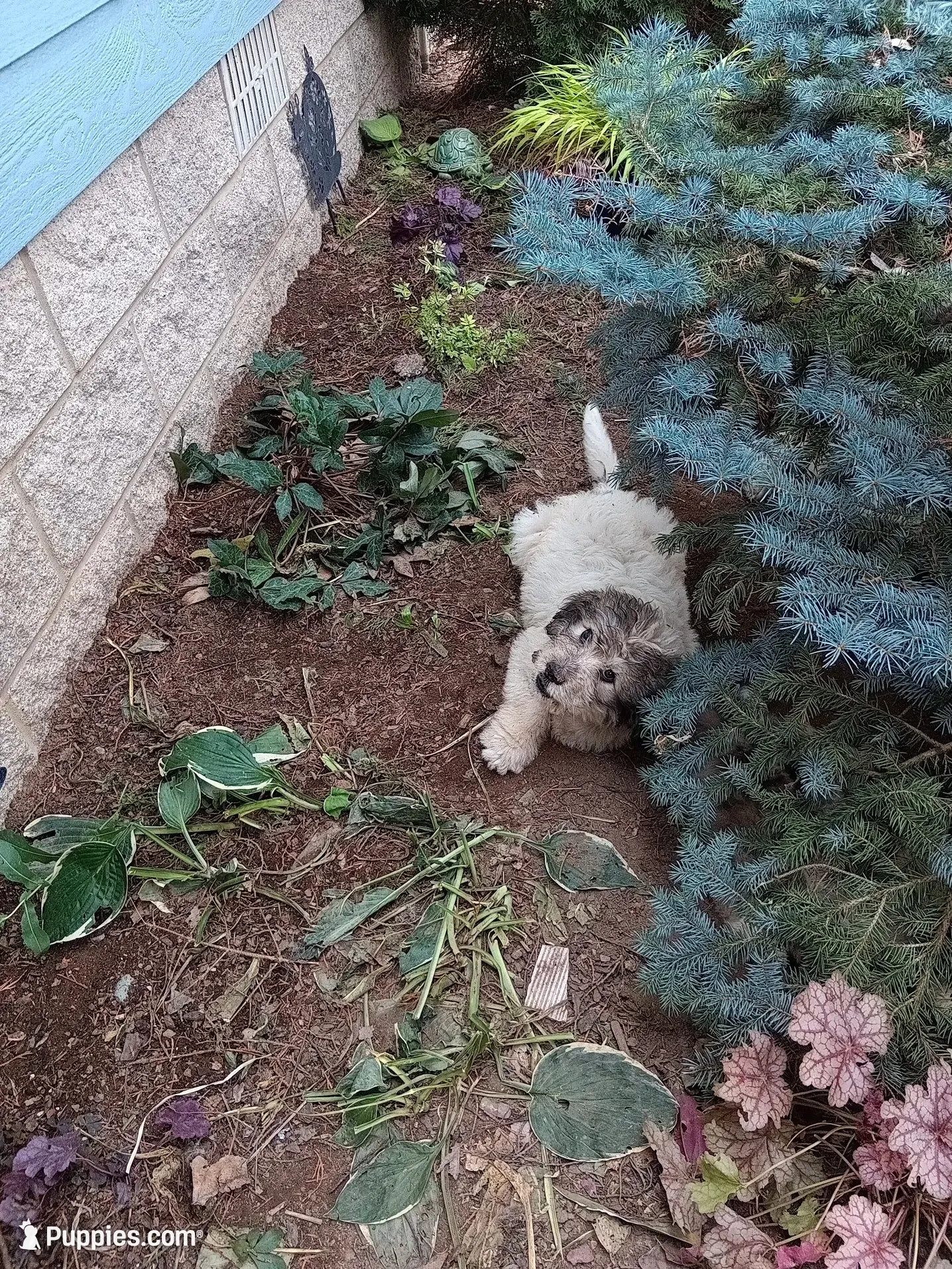 Brownears, a female Pyredoodle for sale in Deer Park, WA – 1 of 2