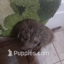 Larry – Pyredoodle puppy for sale in Deer Park, WA