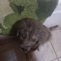 Larry, a female Pyredoodle for sale in Deer Park, WA – 1 of 1