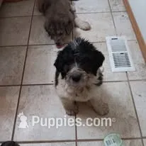 Cerberosa! – Pyredoodle puppy for sale in Deer Park, WA