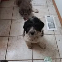 Cerberosa!, a female Pyredoodle for sale in Deer Park, WA – 1 of 1