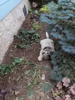 Brownears, a female Pyredoodle for sale in Deer Park, WA – 2 of 2