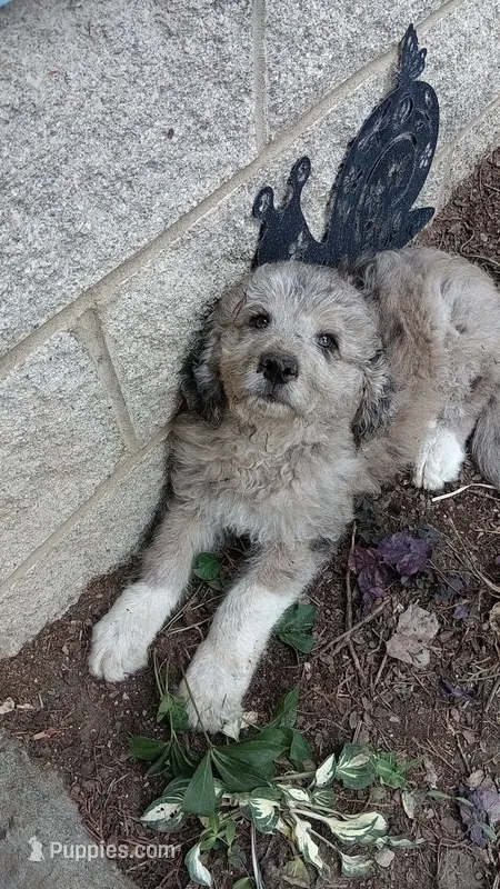 Curly – Pyredoodle puppy for sale in Deer Park, WA