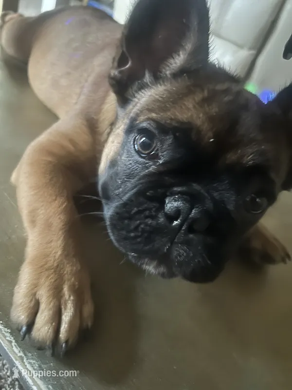Mikulanni (Miku) – French Bulldog puppy for sale in Loganville, GA
