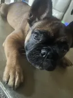Mikulanni (Miku), a male French Bulldog for sale in Loganville, GA – 1 of 2