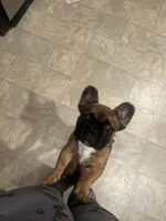 Mikulanni (Miku), a male French Bulldog for sale in Loganville, GA – 2 of 2