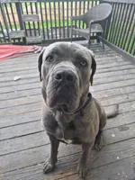 Draco, a male Cane Corso for sale in Kansas City, MO – Photo 4 of 6