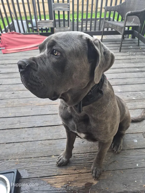Draco – Cane Corso puppy for sale in Kansas City, MO