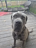 Draco, a male Cane Corso for sale in Kansas City, MO – Photo 3 of 6