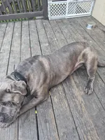 Draco, a male Cane Corso for sale in Kansas City, MO – Photo 2 of 6