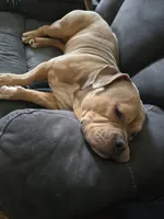 Meatlug, a male American Pit Bull Terrier for sale in Saginaw, MI – 2 of 5