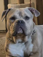Meatlug, a male American Pit Bull Terrier for sale in Saginaw, MI – 3 of 5