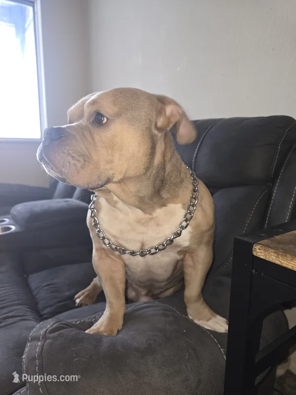 Meatlug – American Pit Bull Terrier puppy for sale in Saginaw, MI