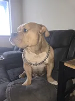 Meatlug, a male American Pit Bull Terrier for sale in Saginaw, MI – 1 of 5