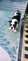Olde english bulldog blue pied, a female English Bulldog for sale in Farmingville, NY – 3 of 6