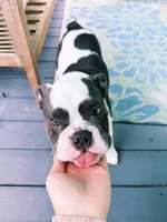 Olde english bulldog blue pied, a female English Bulldog for sale in Farmingville, NY – 4 of 6
