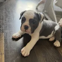 Olde english bulldog blue pied, a female English Bulldog for sale in Farmingville, NY – 6 of 6