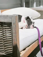 Olde english bulldog blue pied, a female English Bulldog for sale in Farmingville, NY – 2 of 6