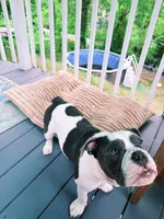 Olde english bulldog blue pied, a female English Bulldog for sale in Farmingville, NY – 5 of 6